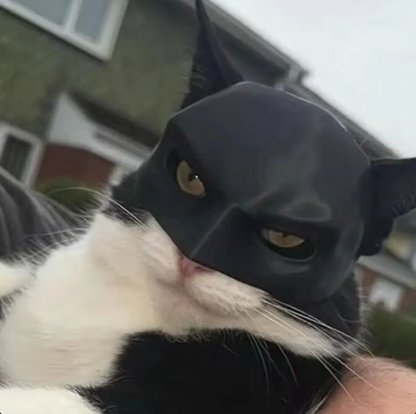 Bat Cat Mask Pet Toy